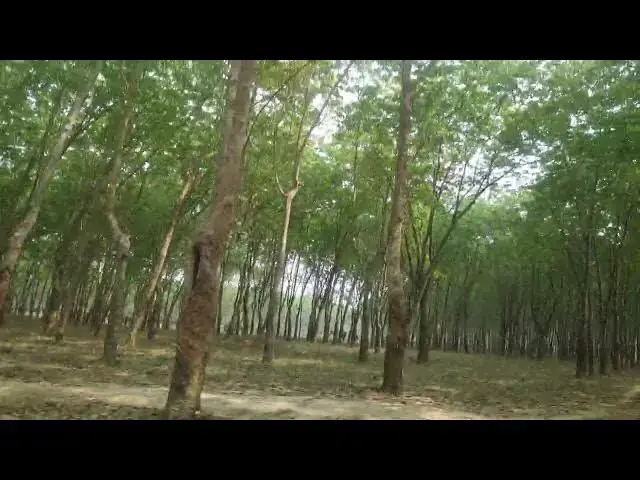 Video thumbnail for সন্তোসপুর রাবার বাগান পার্ট ২