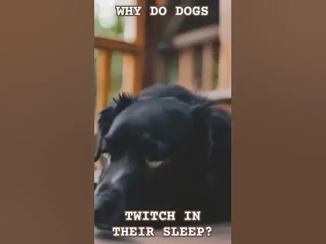 Video thumbnail for Unveiling the Fascinating Secret: Why Does Your Dog Twitch During Sleep?