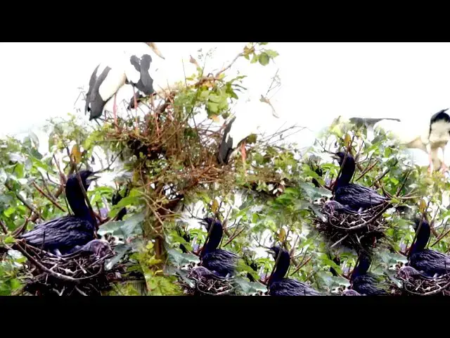 'Video thumbnail for The everning black bird here on nest alot'