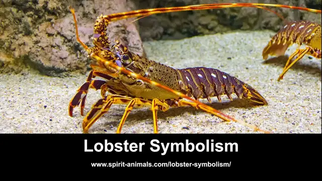 Video thumbnail for Lobster Symbolism