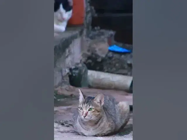 Video thumbnail for Top Cray Cat 17  #animals#Cat #shortcat #cats #allcat #allbabiescat #viralcat