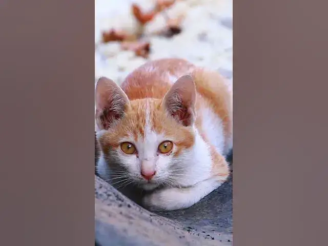 Video thumbnail for Amazing Babies Cute Cat 13 #animals#Cat #shortcat #cats #allcat #allbabiescat #viralcat