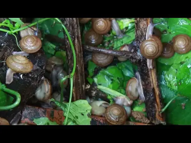 Video thumbnail for 🐌 Snails, 🐌 snial alot eating papaya fruits now 🦈 | 𝑴𝒆𝒕𝒉𝒐𝒅𝒔 #𝟗𝟔9027