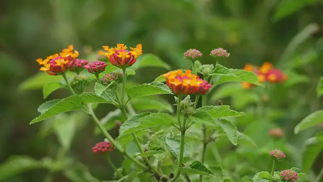 Video thumbnail for Infusing Color in Your Garden