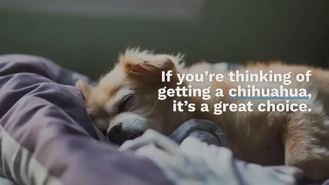 Video thumbnail for ARE CHIHUAHUAS TERRITORIAL? – 5 AMAZING FACTS ABOUT TERRITORIAL DOGS: