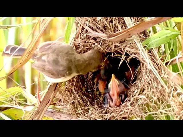 Video thumbnail for Wild life Bird Nestbound Noshing: Mother Bird Feeds Hungry Chicks on Nest