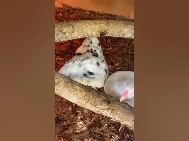 Video thumbnail for Update on the chicks we hatched in November! #Chicks #HatchingChickens #CrowingRoosters #Crowing