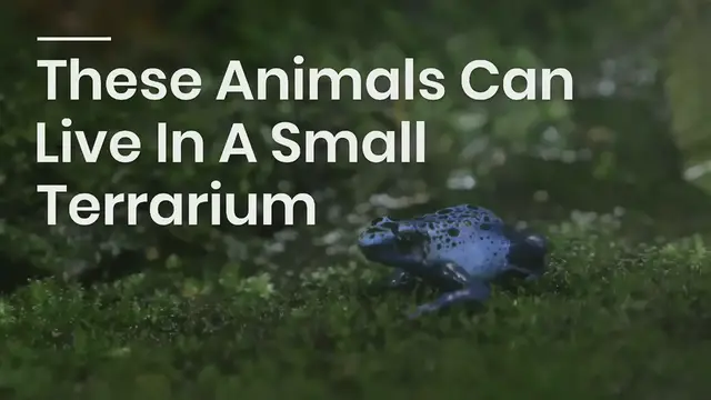 'Video thumbnail for Small Terrarium Animals'