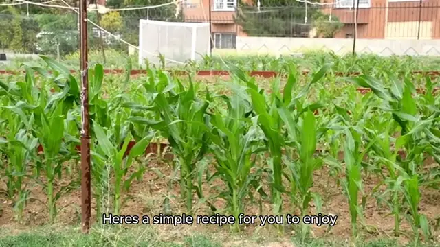 Video thumbnail for Elotes recipe