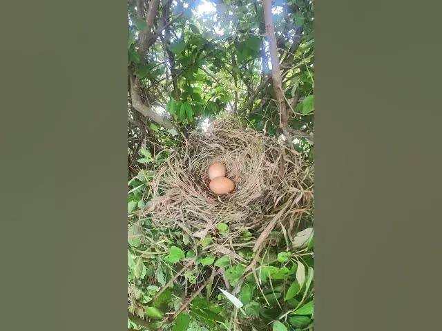 Video thumbnail for Egg Wild Chicken #BabiesBird  #Feedigbirds #nature #shortvideo #viralvideo #birds #feedingbird