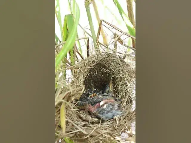 Video thumbnail for Babies waiting eat grasshopper and the ants EP#242 #birds #birdslover #finch #finchfinch #petbird