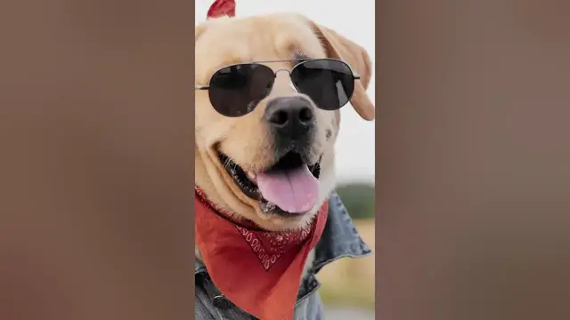 Video thumbnail for Motorcycle-Riding Labrador#shorts