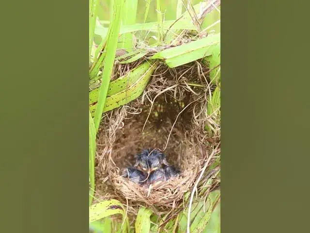 Video thumbnail for Gowth Bird Babies in Nest EP#329 #Babybird #feeding #babybird #shorts ##birds #birdslover #bgmi