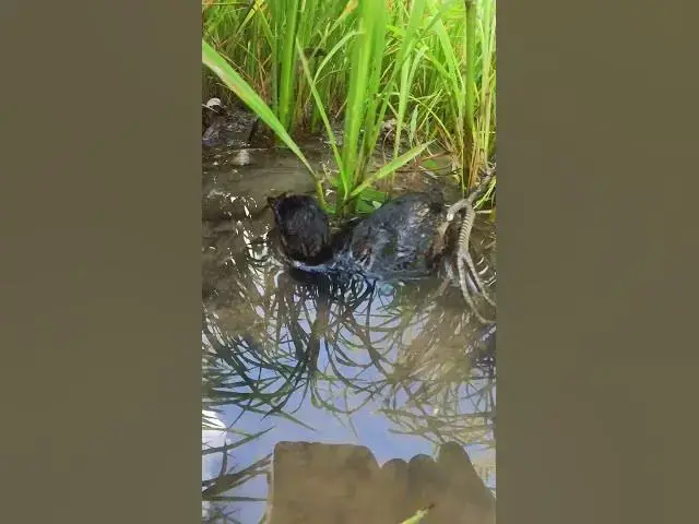 Video thumbnail for Baby Whistling Ducks Raising #Eggs #Wild Birds #Forest #Unique #Nesting #Habitats #Avian #Species