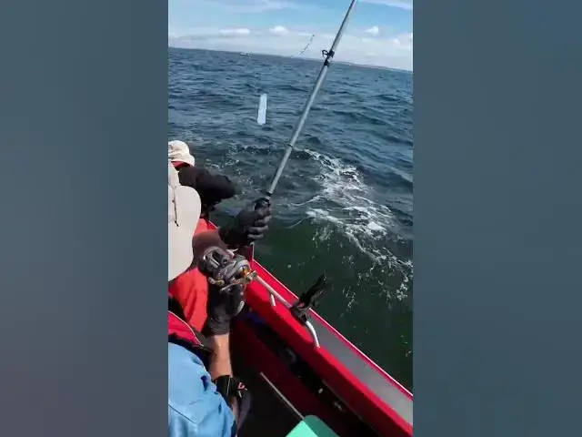 'Video thumbnail for Coho on lead droppers produce awesome bites!'