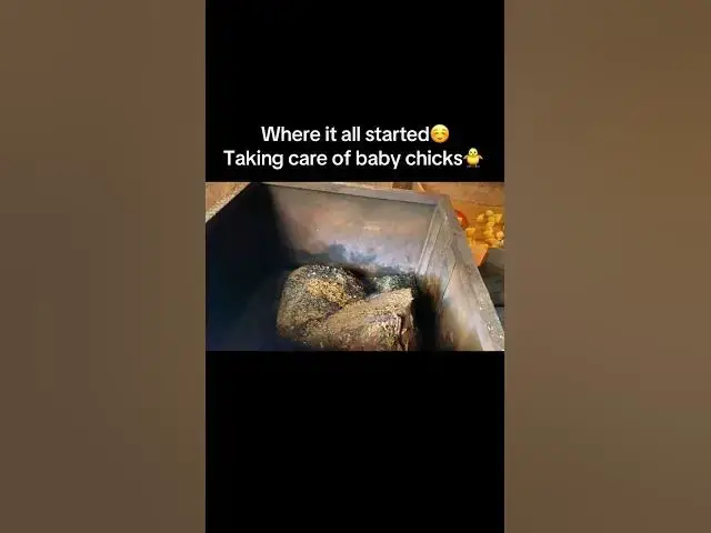 Video thumbnail for 🐣✨ Where We All Started