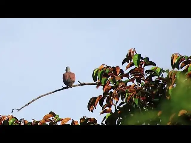 'Video thumbnail for Cute female forest dove | Dove bird at forest'