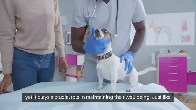 Video thumbnail for Pet Dental Care