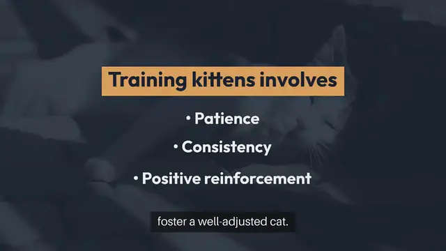 Video thumbnail for Kitten Training Tips