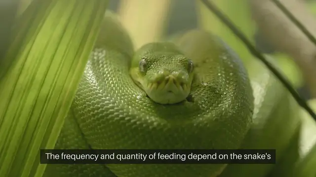 Video thumbnail for Snake Feeding Schedule