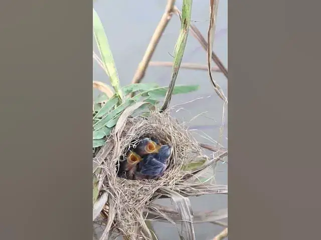 Video thumbnail for Baby bird Cried Eat Grasshopper in Nest EP#246 #Shorts #BabyBirds #CuckooBird #BirdWatching #Nature