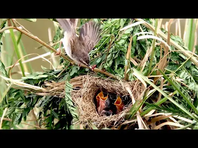 'Video thumbnail for Wild bird wait eat food on nest | Baby's bird crie eat food'