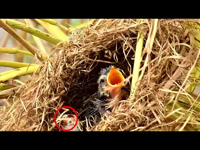Video thumbnail for Mother feeding food to babies wild grown bird in nest  @viralbird