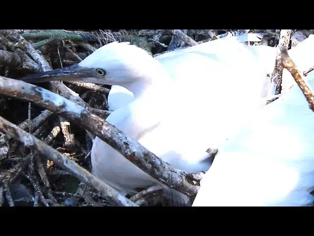 Video thumbnail for 2025, Female of Cockroach bird on nest - baby birds eat - birds nest