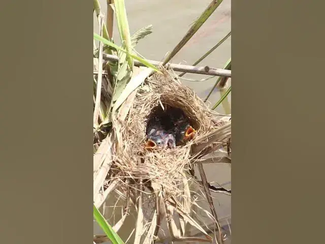 Video thumbnail for NestLife  #Avian #Feast #Mealtime #NestLife #BirdBehavior #BirdFeeding #Bird #Hungry #Eat #Food
