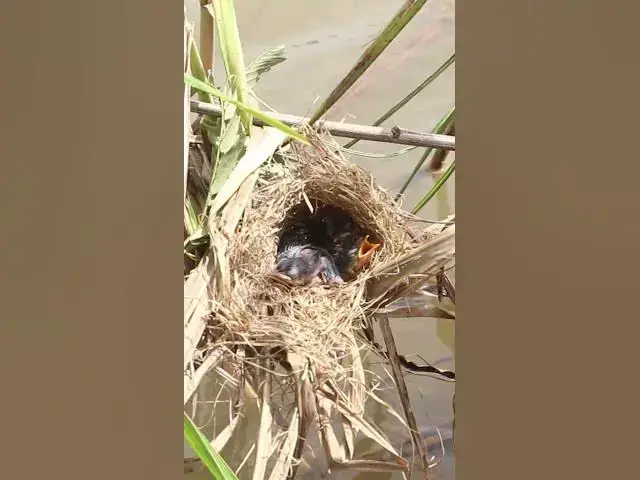 Video thumbnail for BirdWatching #Avian #Feast #Mealtime #NestLife #BirdBehavior #BirdFeeding #Bird #Hungry #Eat #Food
