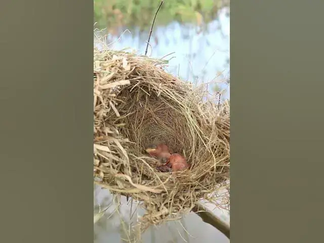 Video thumbnail for Female Golden Bird Feed #Egg-citing #Ornithology #Nature #Biodiversity #Eggceptional #Eggstraord