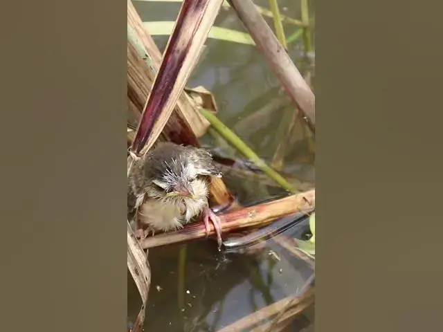 Video thumbnail for The Babies bird Failing From Nest  #finchbaby #wildbird #nature #finchbird #birdlist #wildlife #bird