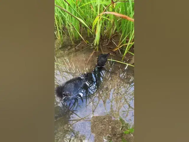 Video thumbnail for White Duck At Field #Ornithology #Nature #Biodiversity #Eggceptional #Eggstraordinary #Eggsplore