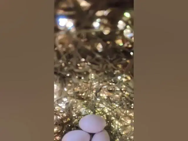 Video thumbnail for Egg Bird  #babyanimal #birdlife #babybird #wildlife #birdnest #cute #birdlifeinternational #animal