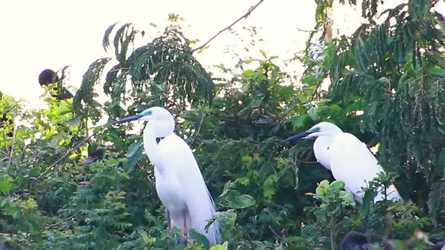 Video thumbnail for Area Wild bird a lot in lake