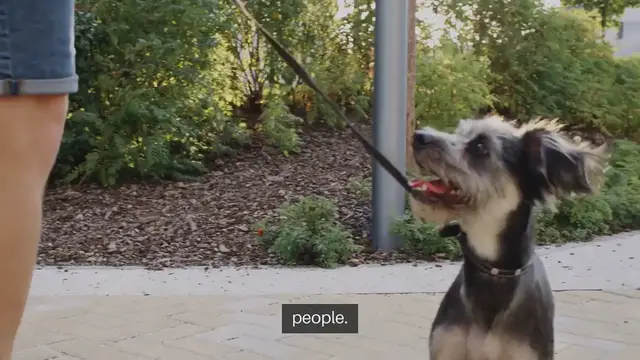 Video thumbnail for Training Dogs Not To Jump