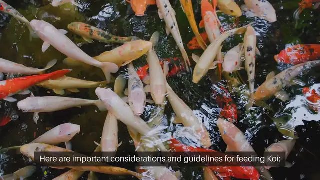 Video thumbnail for Koi Fish Feeding Schedule