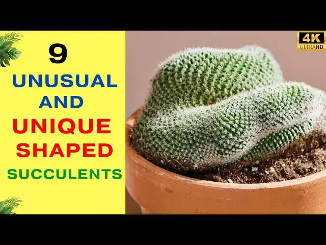 'Video thumbnail for 9 Unusual and Unique Shaped Succulents'