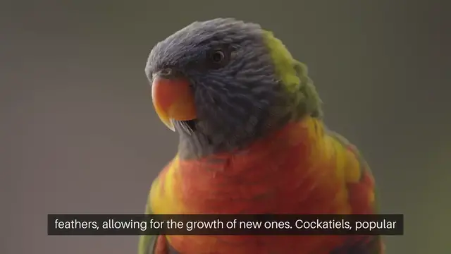 Video thumbnail for Cockatiel Molting Stages