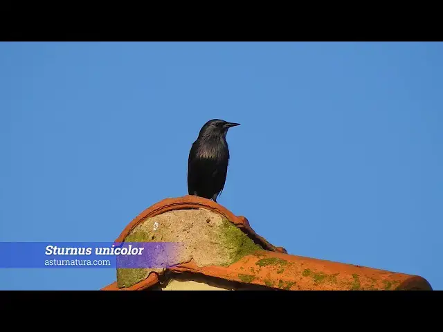 Video thumbnail for Estornino negro (Sturnus unicolor)
