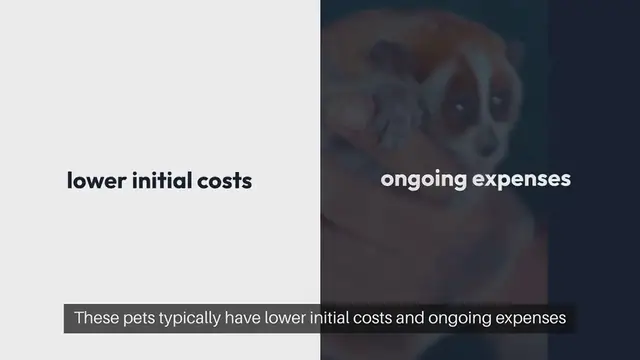 Video thumbnail for Budget-Friendly Pets