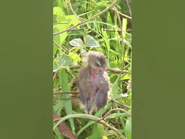 Video thumbnail for #topbird #Stripethroated #Feeding #BabyBirds #inNest #Heartwarming #WildlifeClip #birdslover #babybi