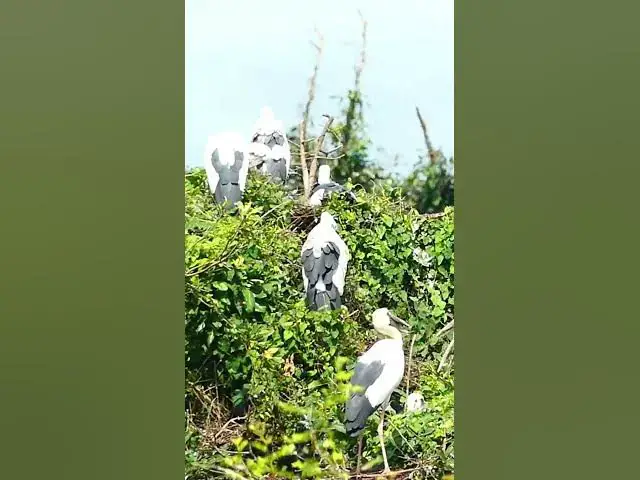 Video thumbnail for The Grey Heron Ardea Cinereal​ #Feedigbirds #nature #shortvideo #viralvideo #birds #feedingbird