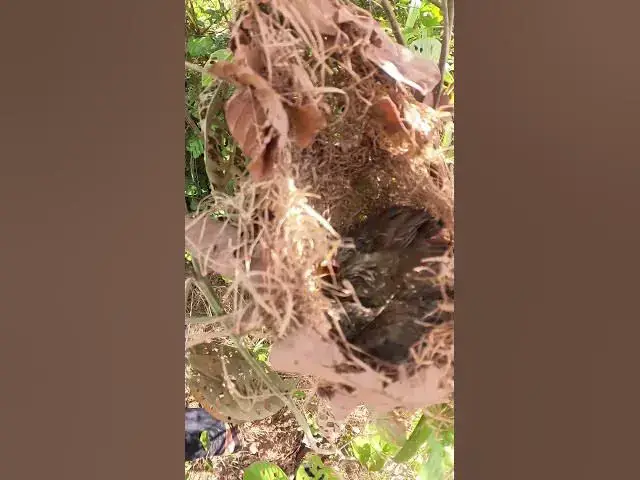 Video thumbnail for Baby Grown Sparrow Cry Feed #Ornithology #Nature #Biodiversity #Eggceptional #Eggstraordinary #Eggsp