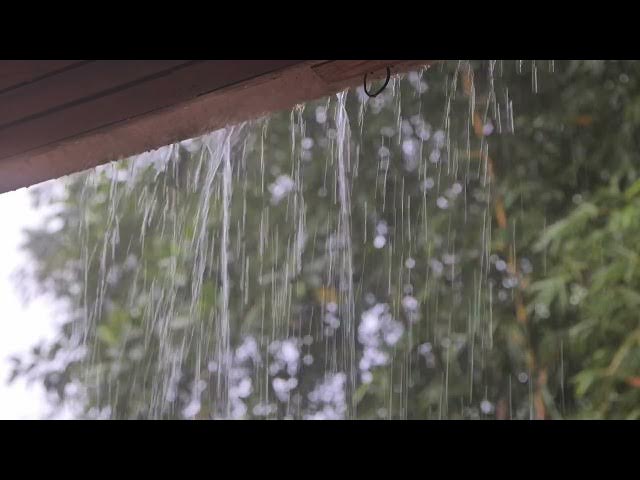 Video thumbnail for Tropical Rainstorm in Costa Rica 🌧️ | Puerto Viejo Jungle Rain for Sleep, Study & Relaxation