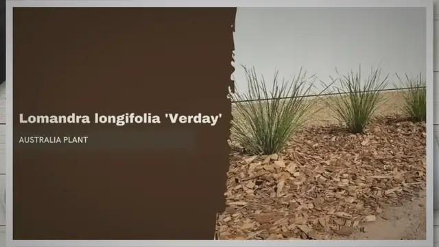 'Video thumbnail for Lomandra longifolia ‘Verday’: The Ultimate Guide'