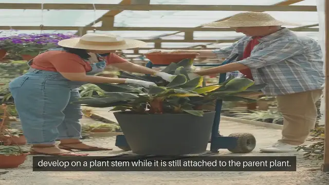 Video thumbnail for Air Layering Propagation Method