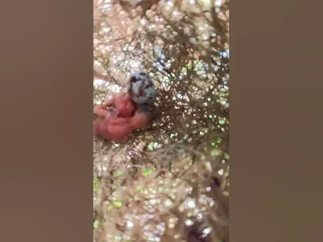 Video thumbnail for wild babies small bird ep.007  #birds #birdnet #babyanimal #wildlife #wildbirdlife #babybird