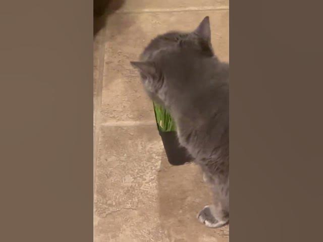 Video thumbnail for Catgrass?