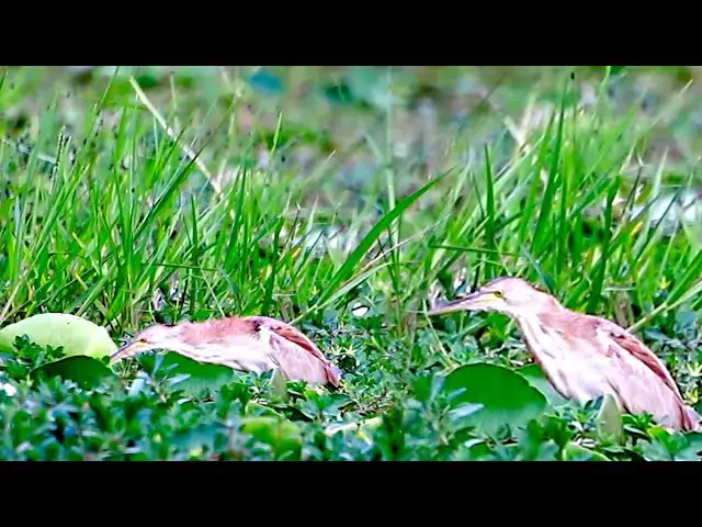 Video thumbnail for Amazing of lake - bird small cries feed eat on lake | EP -08